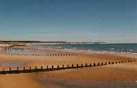beech.jpg (3155 bytes)
